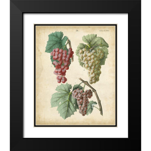 Calwer Grapes II Black Modern Wood Framed Art Print with Double Matting by Calwer