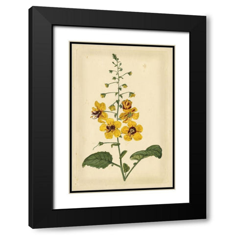 Floral Varieties I Black Modern Wood Framed Art Print with Double Matting by Curtis