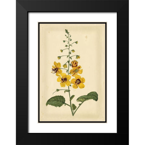 Floral Varieties I Black Modern Wood Framed Art Print with Double Matting by Curtis