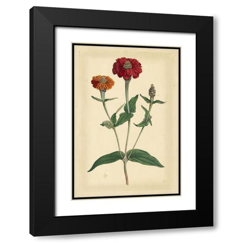 Floral Varieties III Black Modern Wood Framed Art Print with Double Matting by Curtis