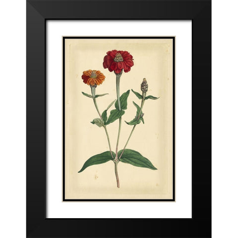 Floral Varieties III Black Modern Wood Framed Art Print with Double Matting by Curtis