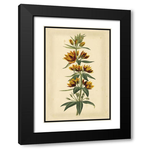 Floral Varieties IV Black Modern Wood Framed Art Print with Double Matting by Curtis