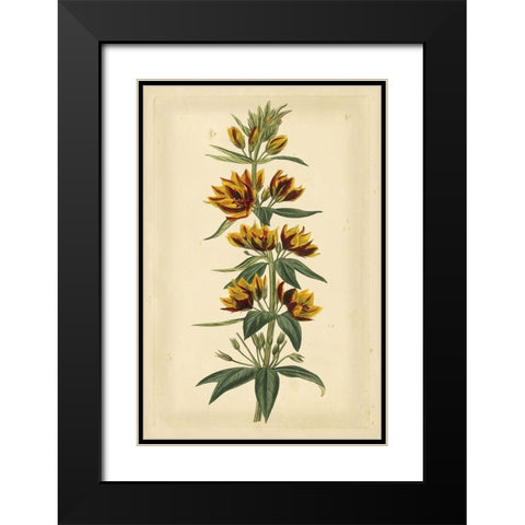 Floral Varieties IV Black Modern Wood Framed Art Print with Double Matting by Curtis