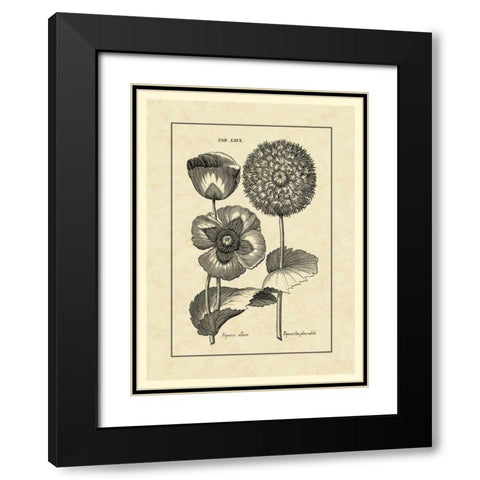 Vintage Besler III Black Modern Wood Framed Art Print with Double Matting by Besler, Basilius