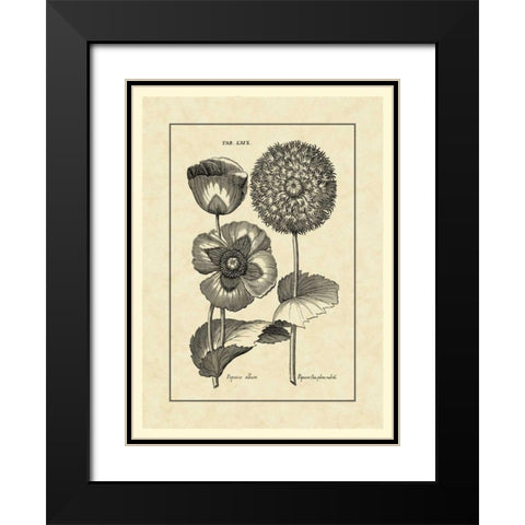 Vintage Besler III Black Modern Wood Framed Art Print with Double Matting by Besler, Basilius