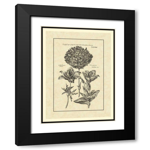 Vintage Besler IV Black Modern Wood Framed Art Print with Double Matting by Besler, Basilius