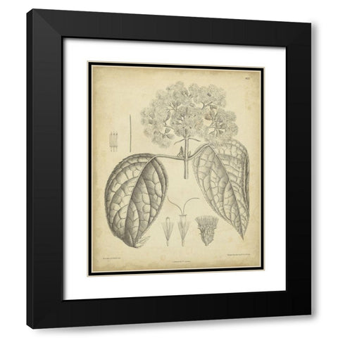 Vintage Curtis Botanical I Black Modern Wood Framed Art Print with Double Matting by Curtis