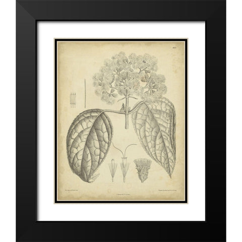 Vintage Curtis Botanical I Black Modern Wood Framed Art Print with Double Matting by Curtis