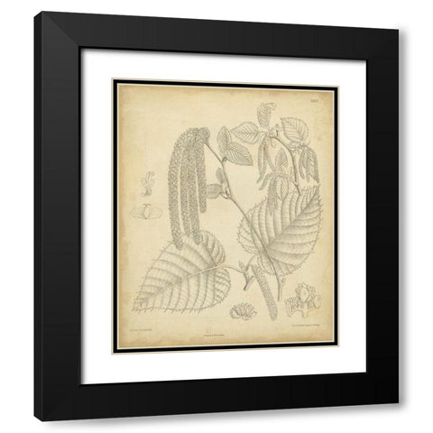 Vintage Curtis Botanical II Black Modern Wood Framed Art Print with Double Matting by Curtis