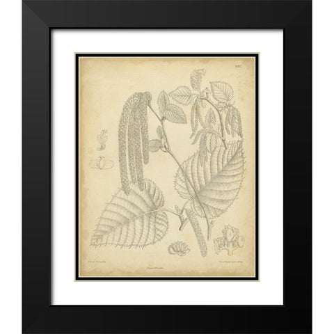 Vintage Curtis Botanical II Black Modern Wood Framed Art Print with Double Matting by Curtis