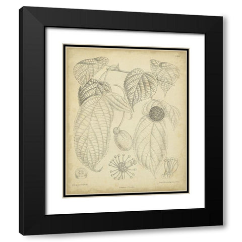Vintage Curtis Botanical III Black Modern Wood Framed Art Print with Double Matting by Curtis