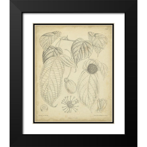 Vintage Curtis Botanical III Black Modern Wood Framed Art Print with Double Matting by Curtis
