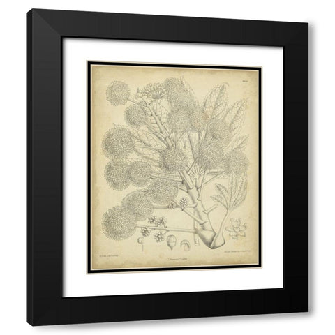 Vintage Curtis Botanical IV Black Modern Wood Framed Art Print with Double Matting by Curtis