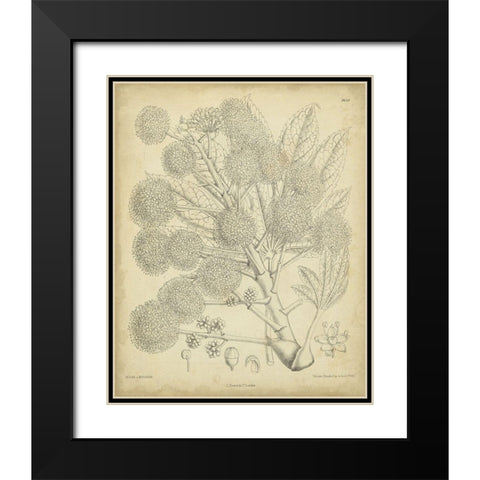 Vintage Curtis Botanical IV Black Modern Wood Framed Art Print with Double Matting by Curtis