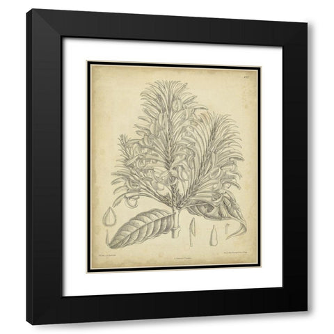 Vintage Curtis Botanical V Black Modern Wood Framed Art Print with Double Matting by Curtis