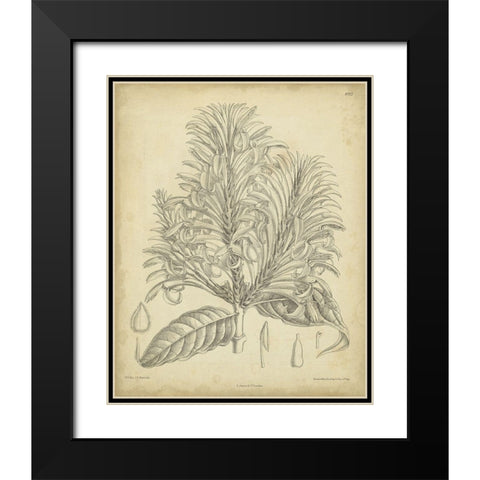 Vintage Curtis Botanical V Black Modern Wood Framed Art Print with Double Matting by Curtis