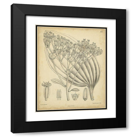 Vintage Curtis Botanical VI Black Modern Wood Framed Art Print with Double Matting by Curtis