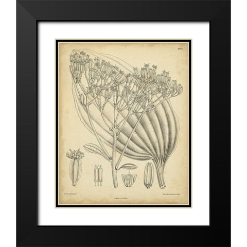 Vintage Curtis Botanical VI Black Modern Wood Framed Art Print with Double Matting by Curtis