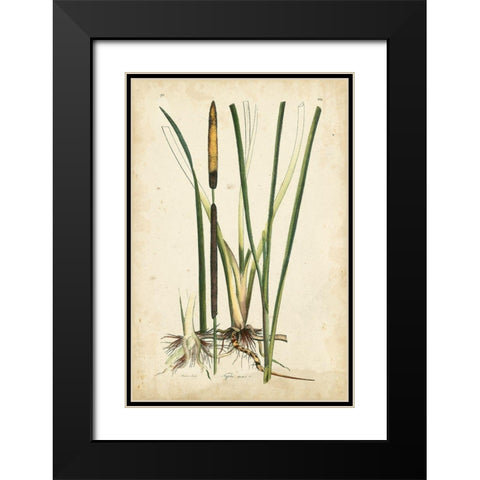 Antique Cattail II Black Modern Wood Framed Art Print with Double Matting by Curtis