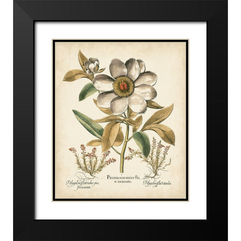 Ivory Peonies I Black Modern Wood Framed Art Print with Double Matting by Besler, Basilius