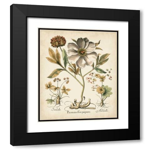 Ivory Peonies II Black Modern Wood Framed Art Print with Double Matting by Besler, Basilius