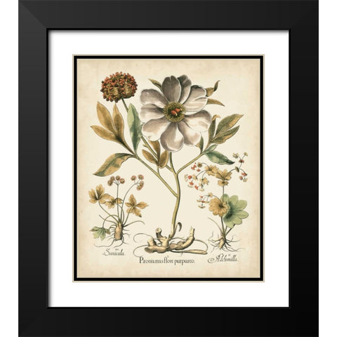 Ivory Peonies II Black Modern Wood Framed Art Print with Double Matting by Besler, Basilius