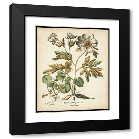 Ivory Peonies III Black Modern Wood Framed Art Print with Double Matting by Besler, Basilius