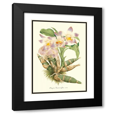 Lavender Orchids I Black Modern Wood Framed Art Print with Double Matting by Stroobant, P.