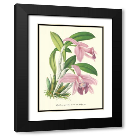 Lavender Orchids II Black Modern Wood Framed Art Print with Double Matting by Stroobant, P.