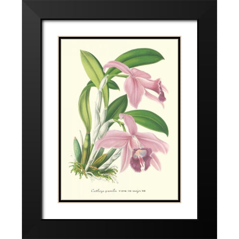 Lavender Orchids II Black Modern Wood Framed Art Print with Double Matting by Stroobant, P.
