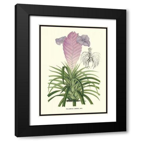 Lavender Orchids III Black Modern Wood Framed Art Print with Double Matting by Stroobant, P.