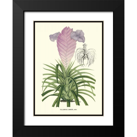 Lavender Orchids III Black Modern Wood Framed Art Print with Double Matting by Stroobant, P.