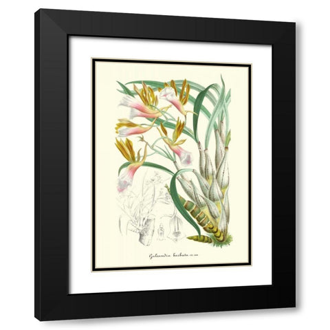 Lavender Orchids IV Black Modern Wood Framed Art Print with Double Matting by Stroobant, P.