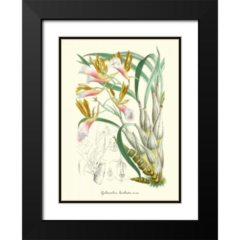Lavender Orchids IV Black Modern Wood Framed Art Print with Double Matting by Stroobant, P.