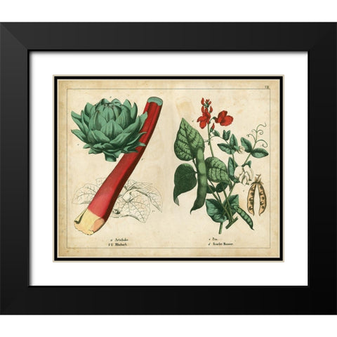 Kitchen Vegetables and Roots II Black Modern Wood Framed Art Print with Double Matting by Unknown