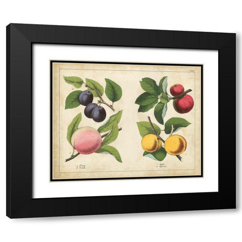 Kitchen Fruits I Black Modern Wood Framed Art Print with Double Matting by Unknown