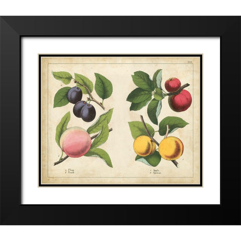 Kitchen Fruits I Black Modern Wood Framed Art Print with Double Matting by Unknown