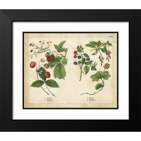 Kitchen Fruits II Black Modern Wood Framed Art Print with Double Matting by Unknown