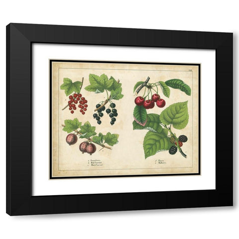 Kitchen Fruits III Black Modern Wood Framed Art Print with Double Matting by Unknown