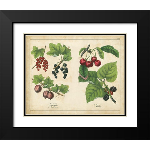 Kitchen Fruits III Black Modern Wood Framed Art Print with Double Matting by Unknown