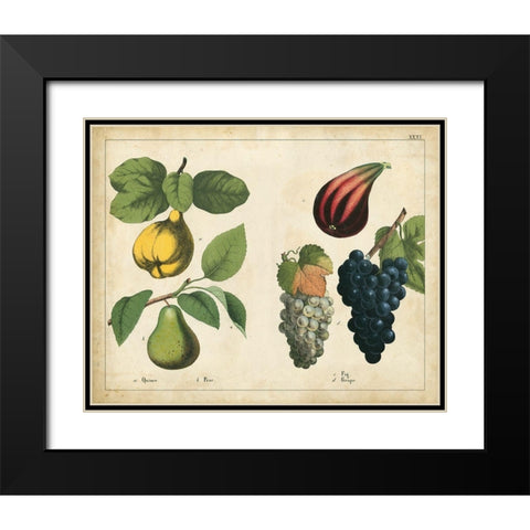 Kitchen Fruits IV Black Modern Wood Framed Art Print with Double Matting by Unknown