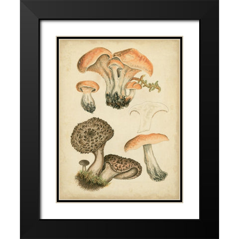 Antique Mushrooms I Black Modern Wood Framed Art Print with Double Matting by Furrer, H.