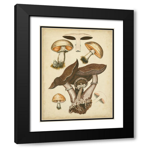 Antique Mushrooms II Black Modern Wood Framed Art Print with Double Matting by Furrer, H.