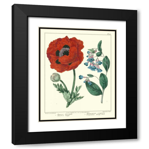 Gardeners Delight I Black Modern Wood Framed Art Print with Double Matting by Edwards, Sydenham