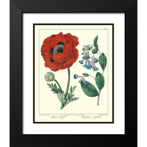 Gardeners Delight I Black Modern Wood Framed Art Print with Double Matting by Edwards, Sydenham