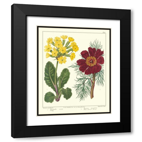 Gardeners Delight II Black Modern Wood Framed Art Print with Double Matting by Edwards, Sydenham