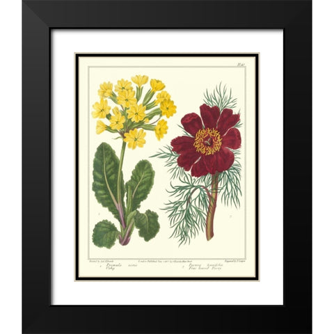 Gardeners Delight II Black Modern Wood Framed Art Print with Double Matting by Edwards, Sydenham