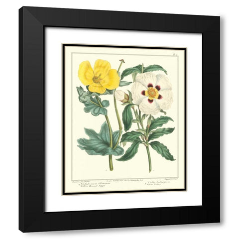 Gardeners Delight III Black Modern Wood Framed Art Print with Double Matting by Edwards, Sydenham