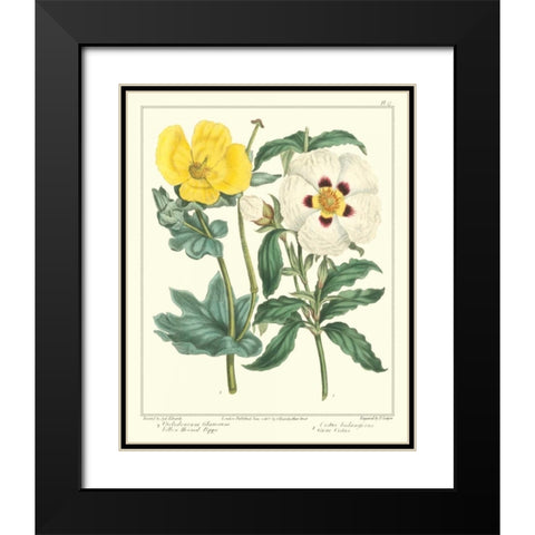 Gardeners Delight III Black Modern Wood Framed Art Print with Double Matting by Edwards, Sydenham
