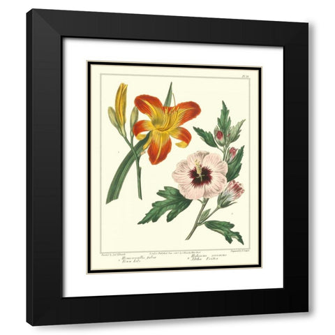 Gardeners Delight IV Black Modern Wood Framed Art Print with Double Matting by Edwards, Sydenham